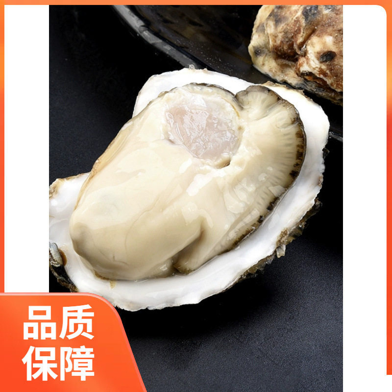 Sashimi Grade Oysters, Extra Large Oysters, Fresh 2.5kg Sea Oysters, Whole Box of Seafood, Sf Raw, Fresh Barbecue