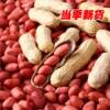 2024 New Arrivals, New Red-Skinned Raw Peanuts in Shells, Fresh Sun-Dried Original Peanuts, Iron Pan Roasted Seeds, Farm Peanuts