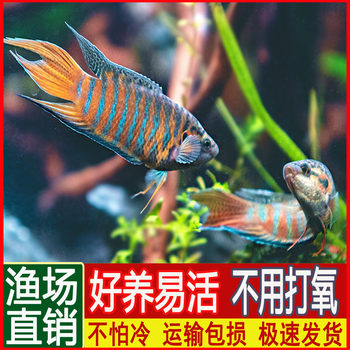 Chinese Flowerhorn Live Fish Cold Water Freshwater Ornamental Fish Easy to Care for Hardy Goldfish Small Flowerhorn Fry Ornamental Fish