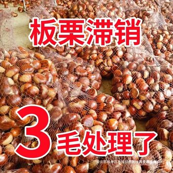 2025 Fresh Dandong Chestnuts 2.5kg Fresh Chestnuts Tender Large Chestnuts Wild Qianxi Chestnuts Oil Cone Chestnuts