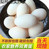 Extra Large Double Yellow Goose Eggs, Fresh Farm-Raised Free-Range Goose Eggs, Damage Guaranteed, Wholesale Whole Box
