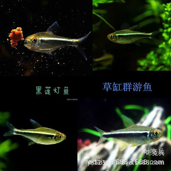 Black Lotus Fish Black Lotus Fish, Black Neon Fish, Double Line Electric Fish Tropical Ornamental Fish Wholesale