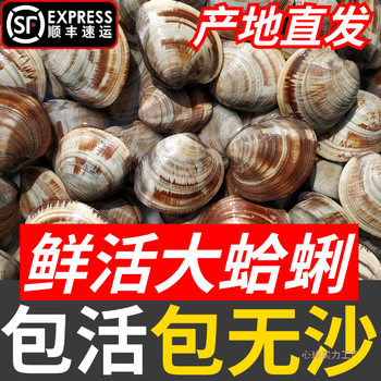 Fresh Live Clams Caught at Sea, Sand-Free, Extra-Large Clam, Non-Yellow Clam, Shellfish Seafood, Beautiful Clam Package