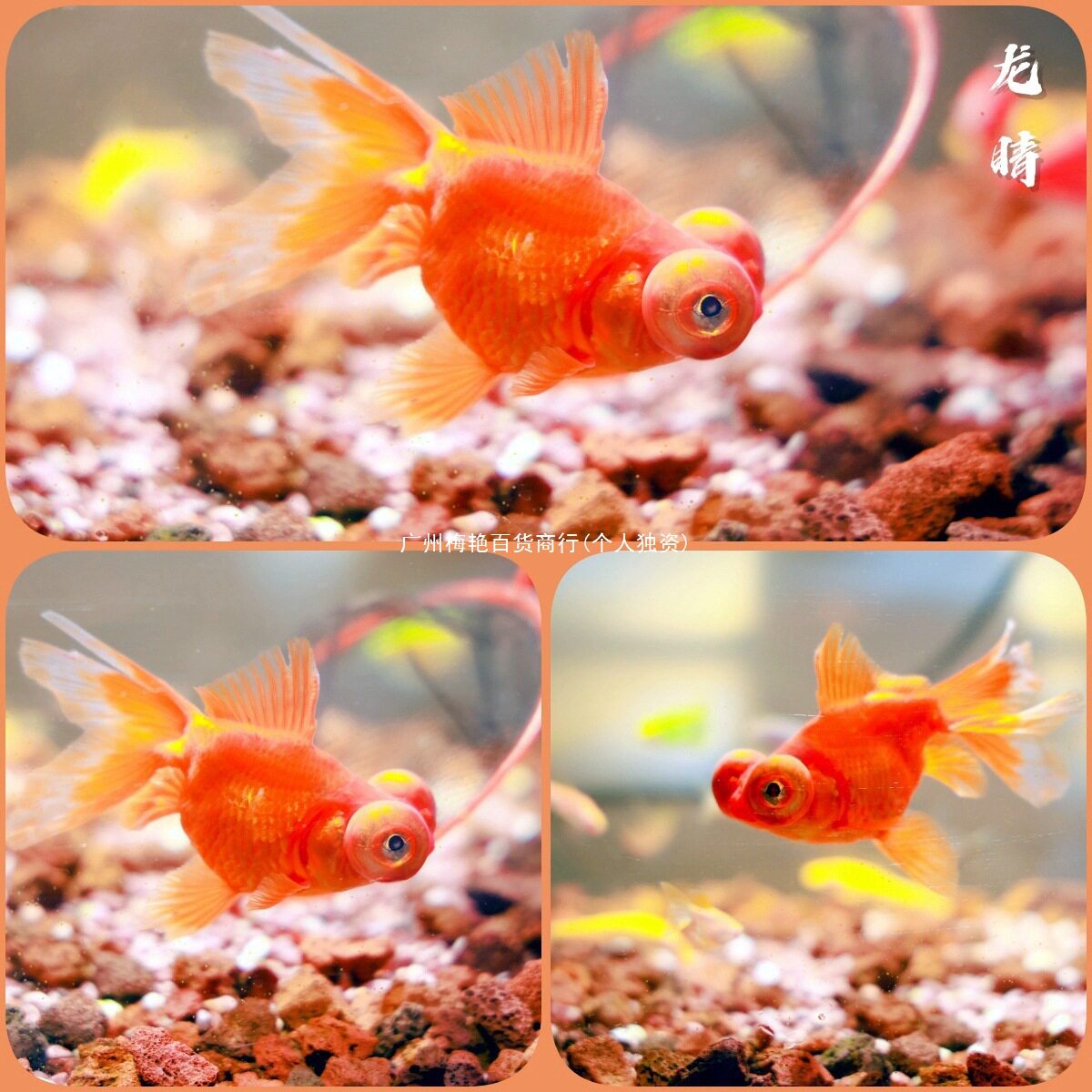 Pet Miao Thai Lion Small Freshwater Hardy Fish Cold Water Fish Ornamental Fish Goldfish Ornamental Fish Koi Lan Shou