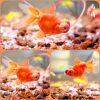 Pet Miao Thai Lion Small Freshwater Hardy Fish Cold Water Fish Ornamental Fish Goldfish Ornamental Fish Koi Lan Shou