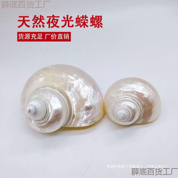 Natural Conch Shells, Peeled and Polished White Snails, Hermit Crab Replacement Shells, Hand-Painted Conch White-Skinned Luminous Snails