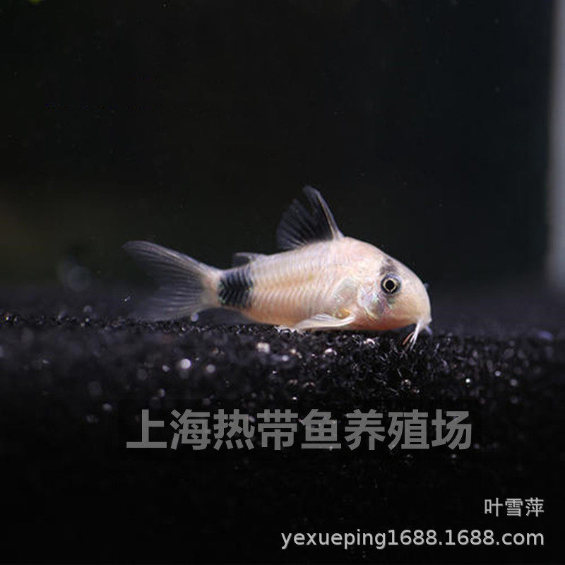 Long-Tailed Panda Mouse Fish, Large Sail Fairy Panda Mouse Fish, Special-Shaped Fish, Cleaner Fish, Algae Removal Fish, Ornamental Fish Wholesale
