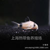 Long-Tailed Panda Mouse Fish, Large Sail Fairy Panda Mouse Fish, Special-Shaped Fish, Cleaner Fish, Algae Removal Fish, Ornamental Fish Wholesale