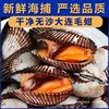 Dalian Seafood, Fresh Water Products, Wild Clams, Hairy Clams, Live Abalone, Edible Agricultural Products, Frozen Aquatic Products