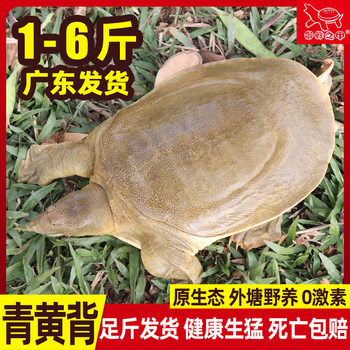 Live Soft-Shell Turtle from Guangdong, Ecological Chinese Old Turtle, Outdoor Pond-Raised Turtle, Aquatic Turtle, Turtle, Fresh Edible, Free Shipping