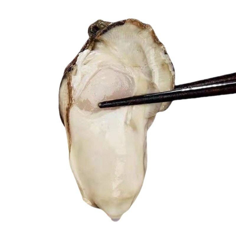 Oysters, Fresh Oysters in Shells from Fujian, Purified Sea Oysters, Freshly Caught and Shipped, Shellfish, Seafood Products, Cross-Border Shipping