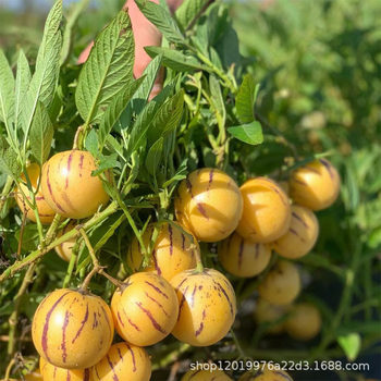 [Crab Crab] Yunnan Shilin Ginseng Fruit 2.5kg Whole Box Fresh Yellow Heart Round Fruit Pregnant Women Fruit 10 Wholesale