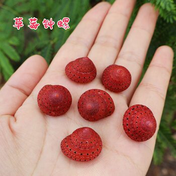 Wholesale of Specimen Strawberry Conch Shells, Electric White Hermit Crab Replacement Shells, Small Bean-Shaped Shells for Collection, Picture Frame Decoration