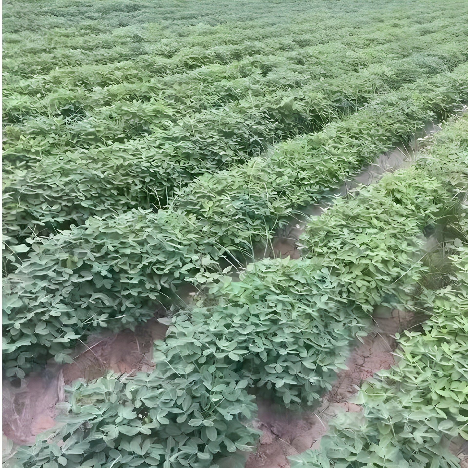 Fresh Peanuts for the 2025 Season, Suitable for Boiling, Farm-Grown, Freshly Dug, with Skin and Pulp, Self-Grown, In-Shell, with Mud, Wet Peanuts