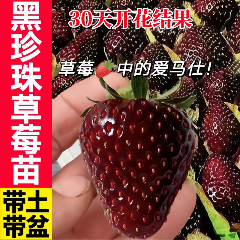 Саженцы ягод True red Meiling black pearl - это новая версия саженцев этого года с черными, красными, белыми и оранжевыми ягодами в горшках с земляными шариками Изображение 1