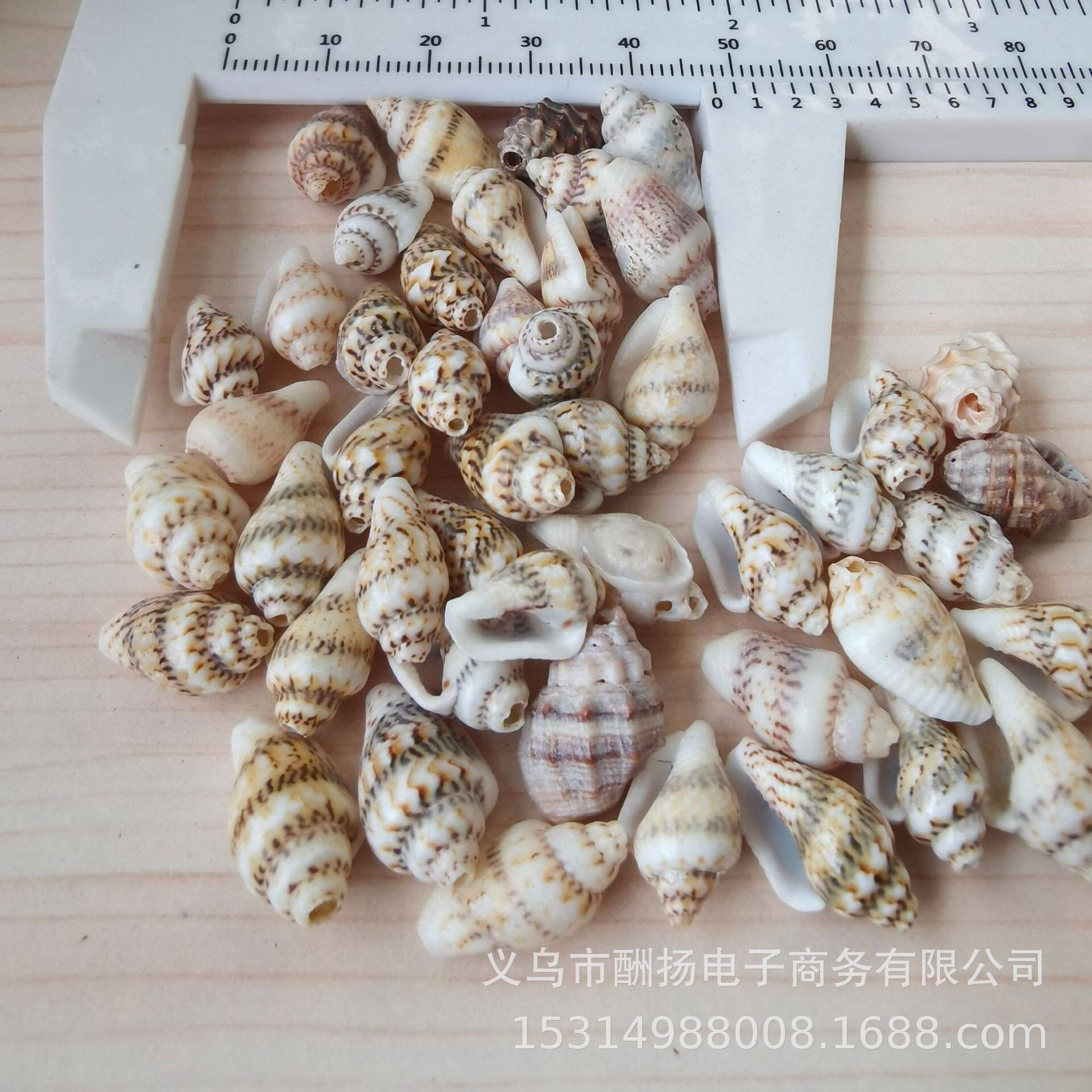 Natural shell conch perforated white corn snail DIY handmade jewelry necklace bracelet jewelry accessories material manufacturers