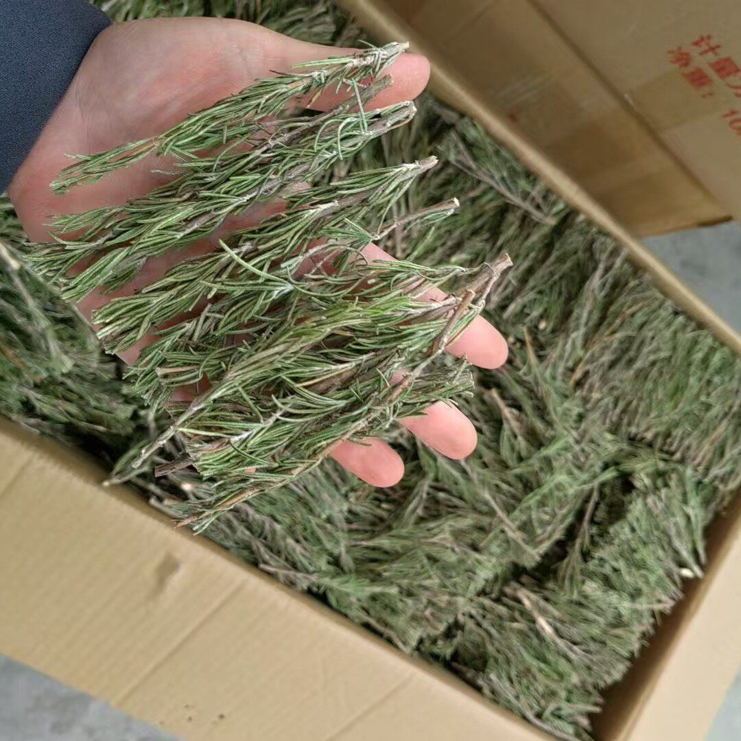 Dried Rosemary Branches, Food-Grade Spice, New Stock for Steak, Large Quantity, Excellent Price, Seasoning, Baking, Garnish, Cross-Border Fragrance