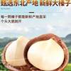 Northeast Specialty Hazelnuts 2025 New Original Flavor No Additives Snacks for Pregnant Women Large Nuts Official Flagship Store