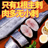 Sf Free Shipping 2.5kg Qingdao Big Spanish Mackerel Fresh Frozen Spanish Mackerel Fresh Seafood Fish Spanish Mackerel Stuffed Salted Spanish Mackerel