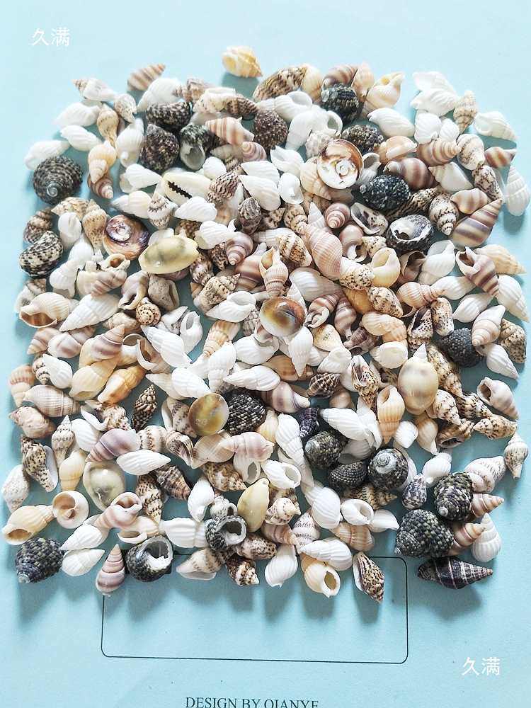 Weighing Shells Handmade DIY Kindergarten Conch Rice Snail Mini Small Shell Decoration Drift Bottle Material