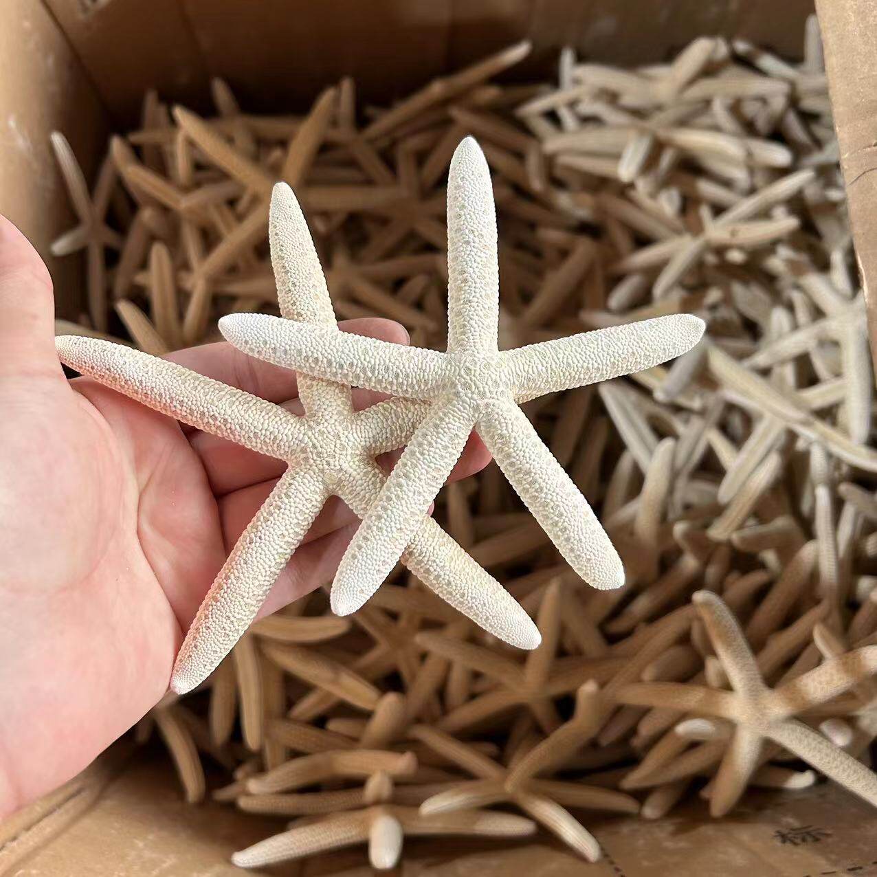 Shell Conch Window Display Mediterranean Decoration Bread Star Micro Landscape Ornaments Cultural and Creative Starfish