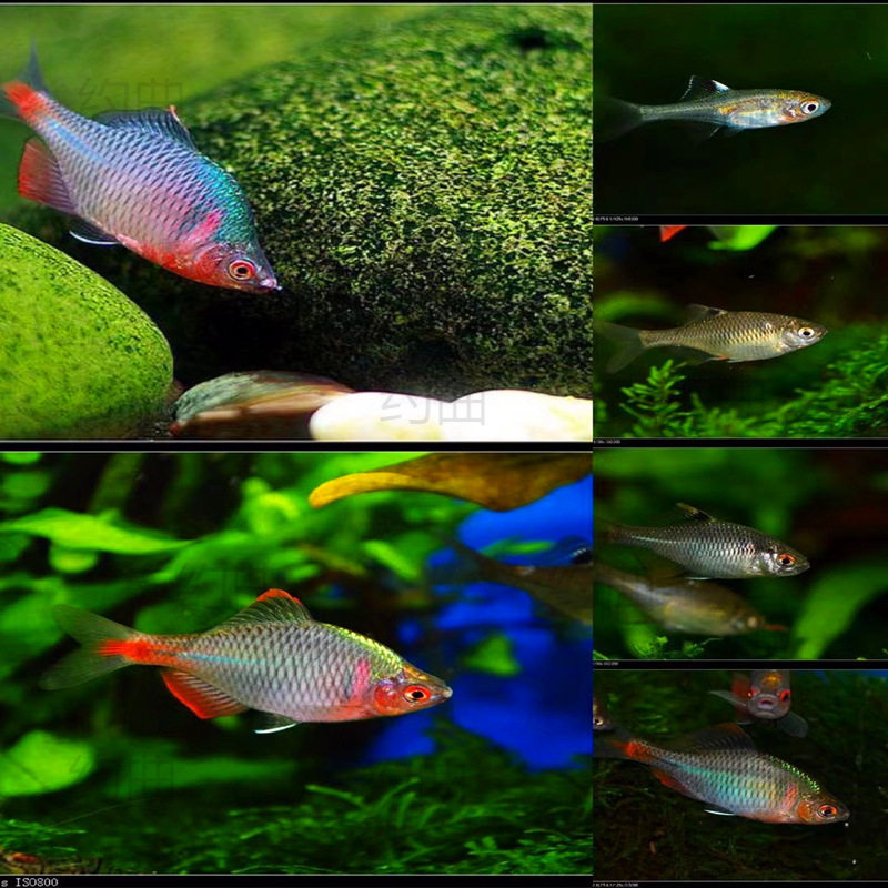 Betta Fish, Ornamental Fish, Cold Water Fish, Native Fish, Colorful Betta Fish, High Body Betta Fish, Small Freshwater Fish, Easy to Care for