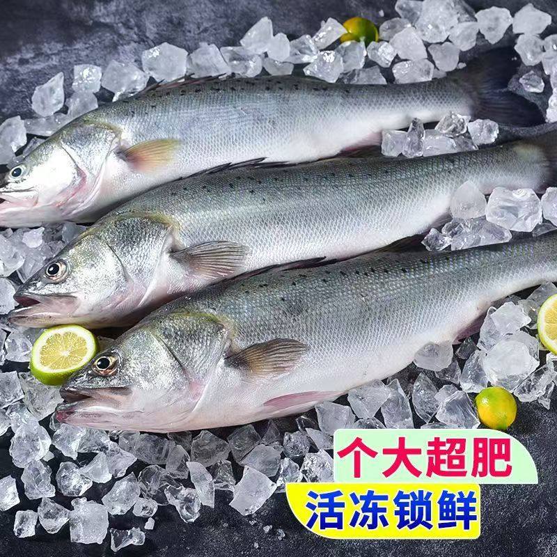 Whole Large Fresh Frozen Sea Bass Deep Sea Fish Seven-Star Bass Fresh Sea Bass Commercial Wholesale