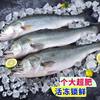 Whole Large Fresh Frozen Sea Bass Deep Sea Fish Seven-Star Bass Fresh Sea Bass Commercial Wholesale