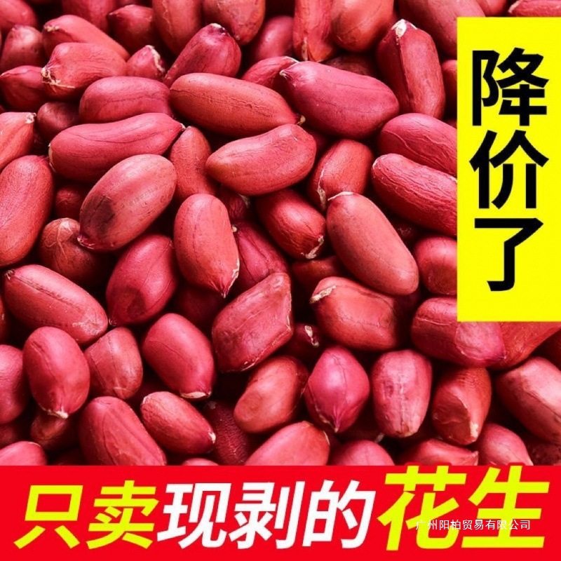 New Arrival of Peanuts with Red Skin, Unshelled Raw Four-Grain Raw Rice, Red-Skinned Red Peanuts, Farm Specialty Haihua Series