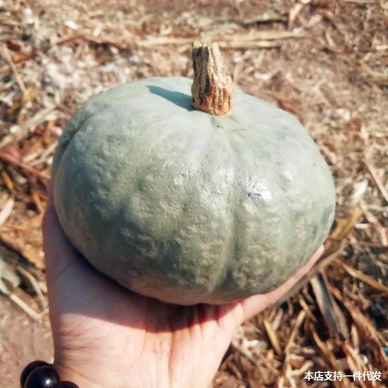 Xinjiang Silver Chestnut Pumpkin 2.5kg Chestnut Pumpkin Silver Skin Gray Skin Chestnut Flavor Old Pumpkin Non-Babe Small Pumpkin