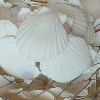 Natural Conch Shell White Shell Kindergarten Painted Drawing Small Shell Perforated White Fan Shell Conch