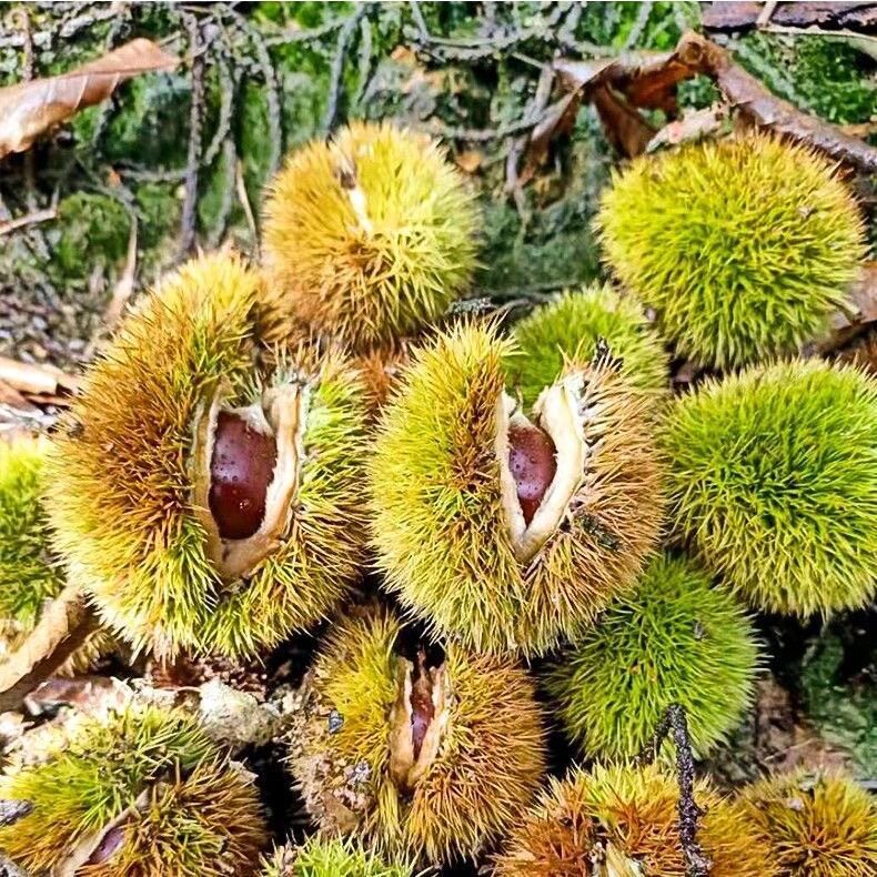 Authentic Jiannou Alpine Chestnuts 2.5kg Whole Box Fresh Wild Farm Chestnuts Wholesale Free Shipping Ready to Pick
