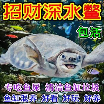 Deep-Water Turtle Fish Tank Mixed with Chinese Turtle, Pearl Turtle, Yellow-Eared Turtle Map, Flame Turtle, Ornamental Turtle, Live Creature Eating Feces Turtle