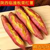 Shaanxi Linzhou Chestnut Sweet Potatoes Fresh Sandy Floor Chestnut Sweet Potatoes Fresh Sweet Potatoes Wholesale Cross-Border E-Commerce