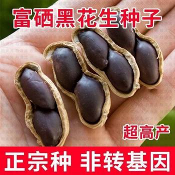 High-Yielding Black Peanut Seeds with Shells, Selenium-Rich Black Peanuts, Black Peanuts, Farm-Selected Field Sowing Black Purple Peanuts