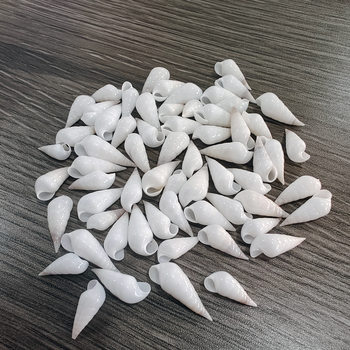 Natural Shell Conch White Jade Bullet Snail Martin Porcelain Snail Rare Specimen Collection Home Floor Decoration Ornaments