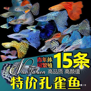 Guppy Live Purebred Ornamental Fish Pet Fish Freshwater Small Fish Tropical Fish Fry Easy to Raise and Durable Goldfish