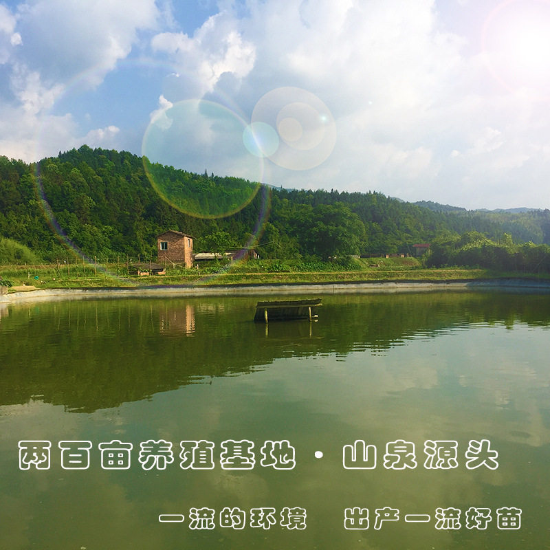 Turtle Fry Outdoor Pond Farming Chinese Softshell Turtle Fry Small Turtle Fry Water Turtle Fry Snapping Turtle Fry Arowana Live Bait Feed Full Package