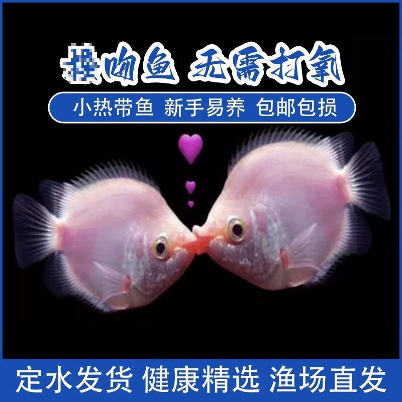 Kissing Fish, Kissing Fish, Pet Fish, Tropical Fish, Ornamental Fish, Cute Fish Tank, Aquarium Ornamental Fish, Others
