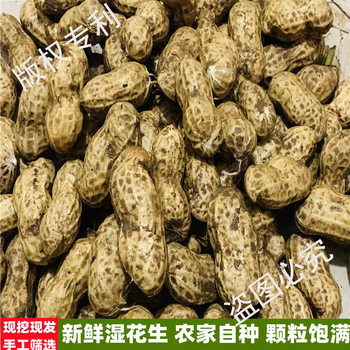 Seasonal Fresh Peanuts 2025 New Arrivals Freshly Dug Wet Peanuts with Shells Fresh Peanuts Farm Pink White Skin Fresh Peanuts Boiled
