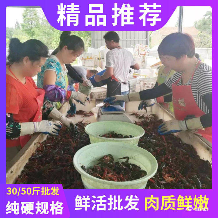 Directly Shipped from Hubei, Live Crayfish, Fresh Live Shrimp, Commercial Wholesale of Crayfish, Freshly Caught Clear Water Shrimp