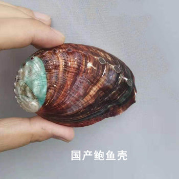 Natural abalone shell primary color shell domestic abalone shell donkey shell ornaments conch shell landscape