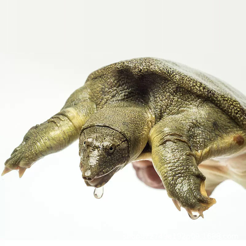 Wild-Raised Soft-Shell Turtle Soup Ingredients for over Four Years Old, Fresh and Nutritious