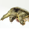 Wild-Raised Soft-Shell Turtle Soup Ingredients for over Four Years Old, Fresh and Nutritious