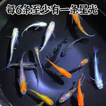 The Small Cold-Water Ornamental Fish, the Blackbacked Killifish, Has Been Bred Using Ancient Methods and Is Easy to Maintain. It Is Not Oxygenated or Heated