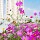 Семена для домашнего использования в небольшой упаковке от компании four seasons, производителя универсальных, простых в выращивании семян для домашнего садоводства, семена для цветов на балконе mini 31