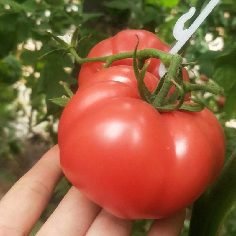 陕西泾阳普罗旺斯西红柿 5斤现摘沙瓤番茄新鲜水果伯夷幽州帝城