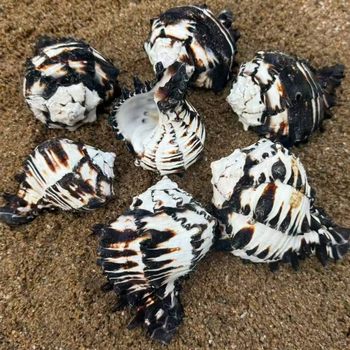 Black Bone Snail Fish Tank Landscaping Decoration Creative Gifts Natural Conch Shell Black Zebra Bone Snail Replacement Shell Wholesale
