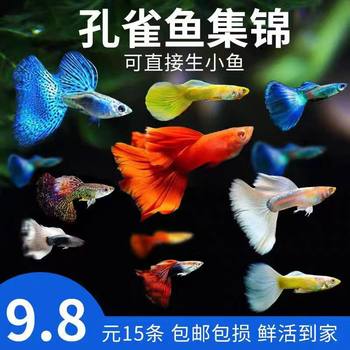 Guppy Purebred Ornamental Fish Small Freshwater Easy-To-Raise Tropical Fish Live Zebra Goldfish Small Fish Fry Anchovy