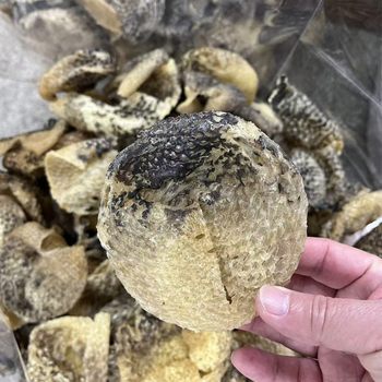 Ponzi Food, Thorn-Free Turtle Skin, Good Gelatinous Feel, 15 Pieces